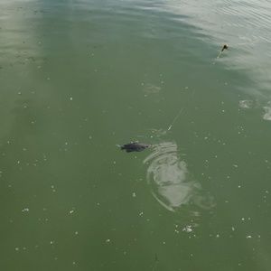 Meet your Posher, Eightyproof